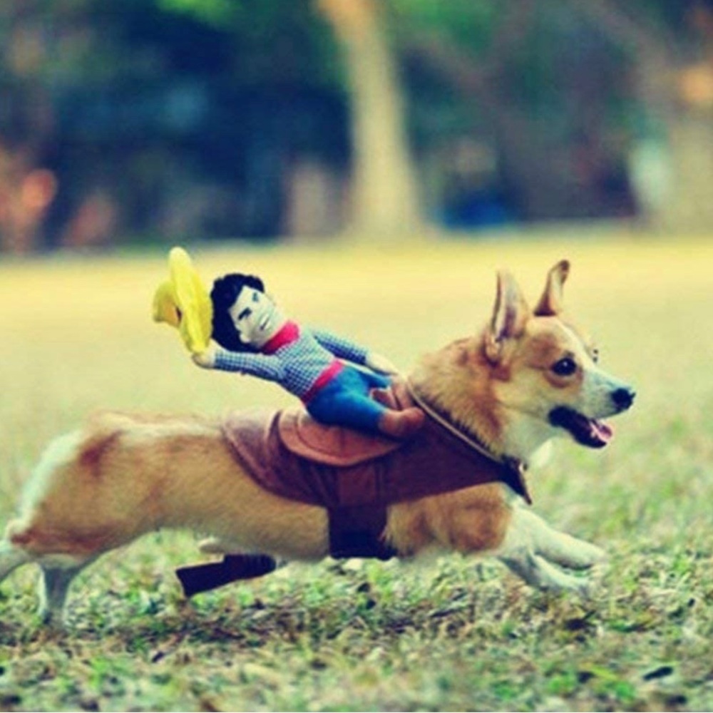 Cowboy riding dog pet costume- Great for Halloween as well!